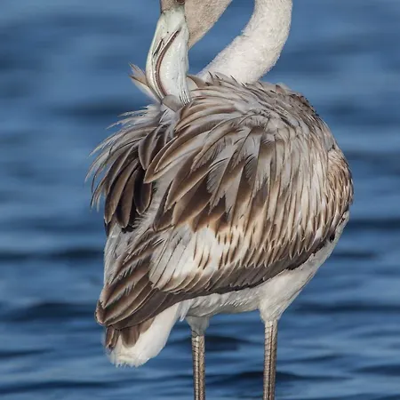 House Babylon With Kitchenette And Garden 4* Torreira