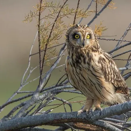 House Babylon With Kitchenette And Garden 4* Torreira