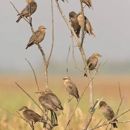 Gæstehus House Babylon With Kitchenette And Garden