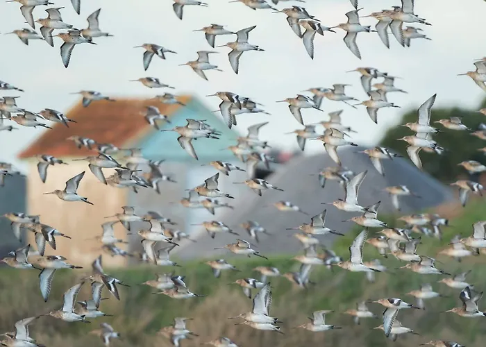 House Babylon With Kitchenette And Garden 4* Torreira