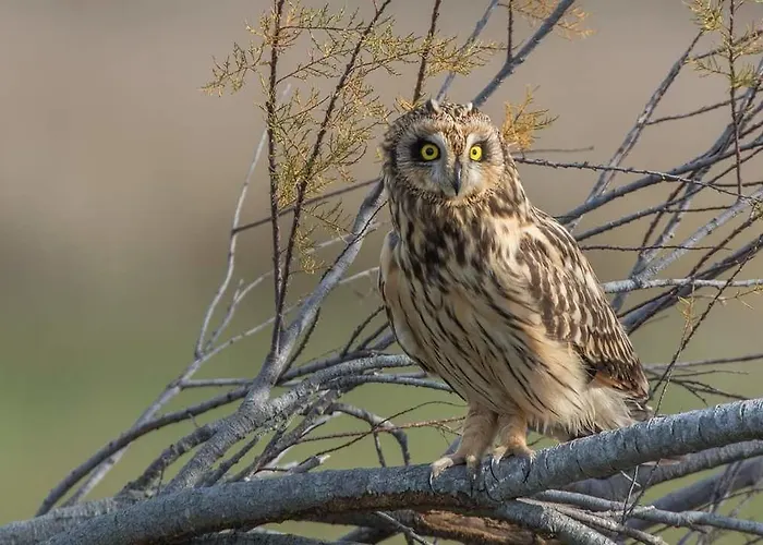 House Babylon With Kitchenette And Garden 4* Torreira