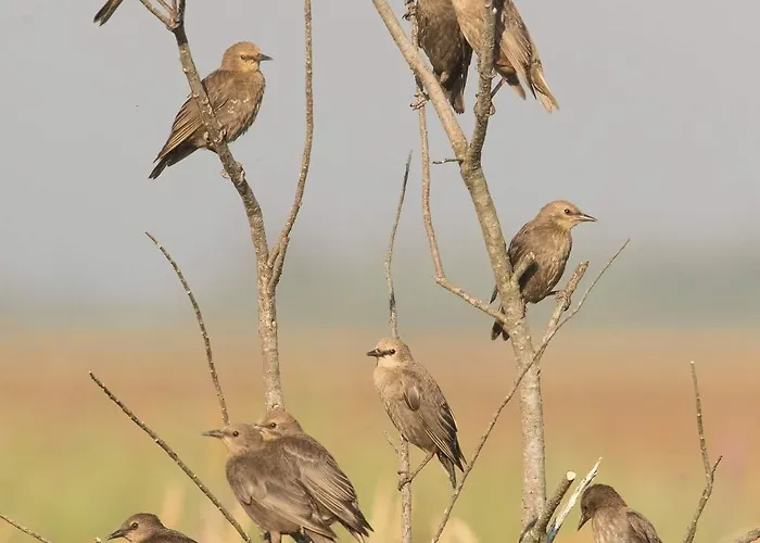 Affittacamere House Babylon With Kitchenette And Garden